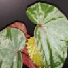 Begonia malachosticta, pianta da interno