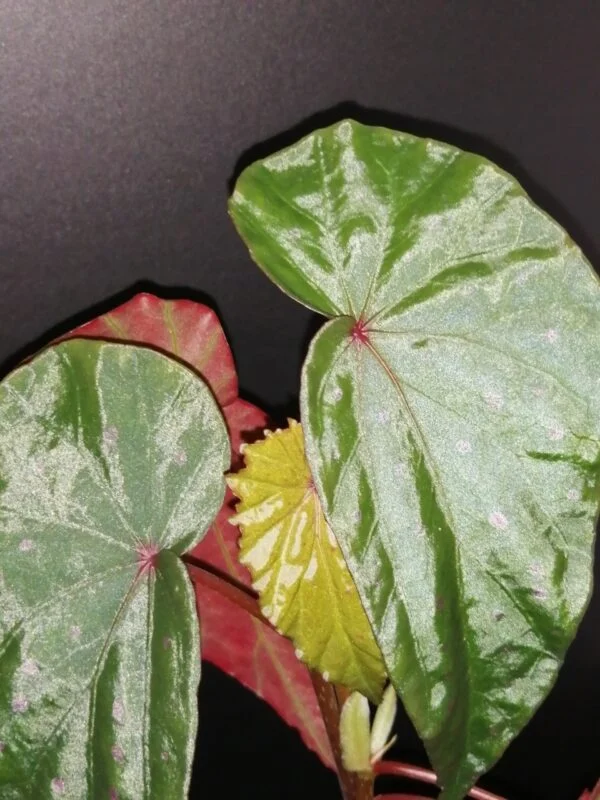 Begonia malachosticta, pianta da interno