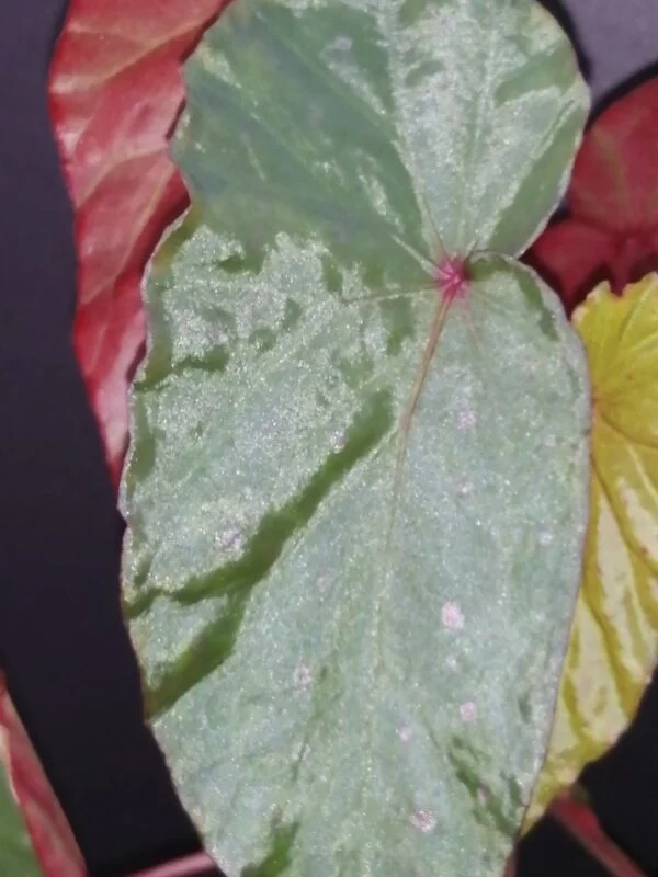 Begonia malachosticta, foto 2