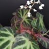 Begonia soli-mutata, pianta da interno