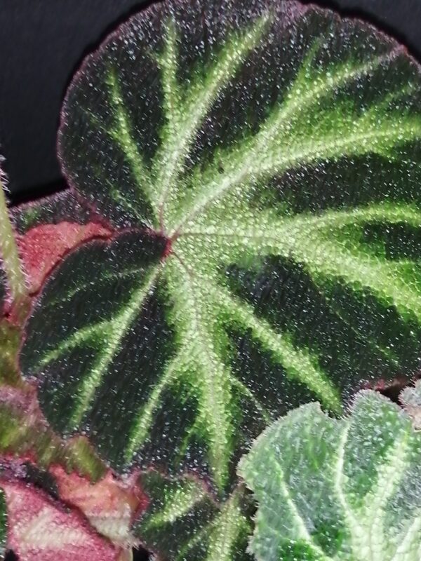 Begonia soli-mutata, foto 2