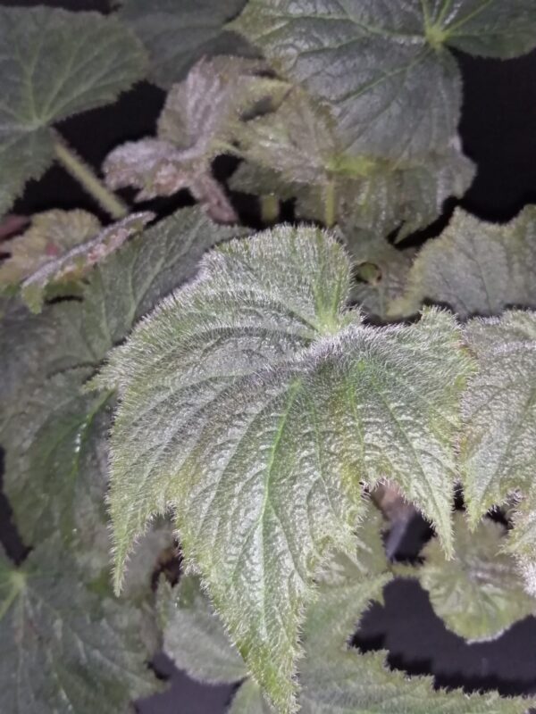 Begonia speculata (herimperia), foto 2