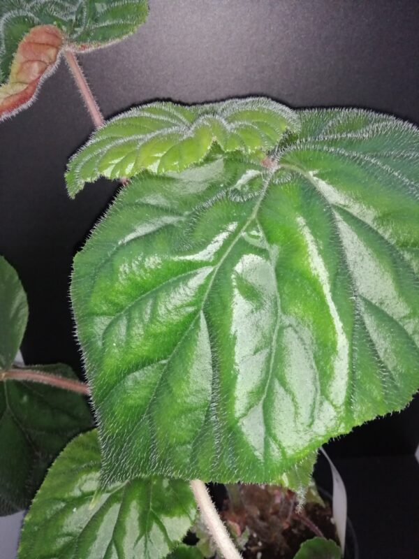 Begonia Dark Secret, foto 5
