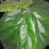 Begonia Dark Secret, pianta da interno