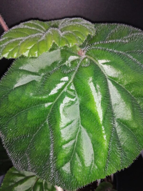 Begonia Dark Secret, pianta da interno