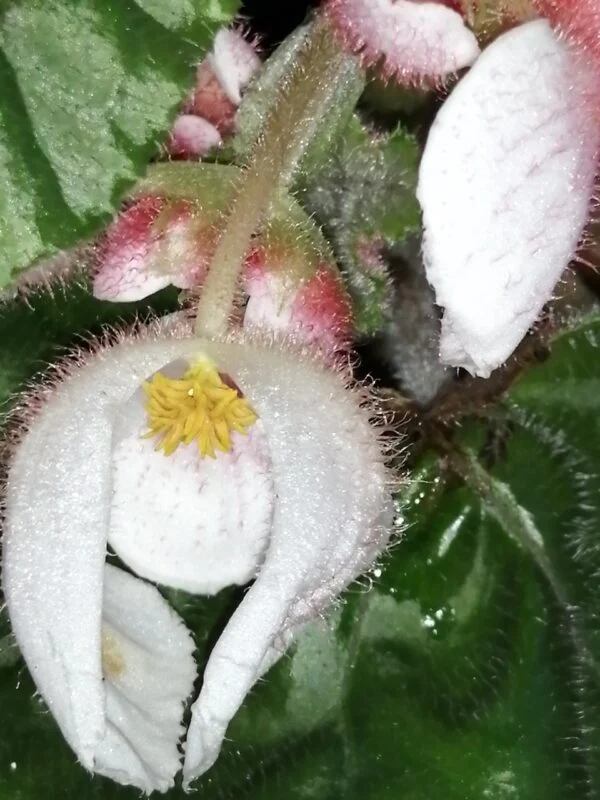 Begonia Dark Secret, foto 3