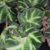 Begonia Paola C., pianta da interno