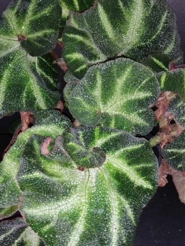 Begonia Paola C., pianta da interno
