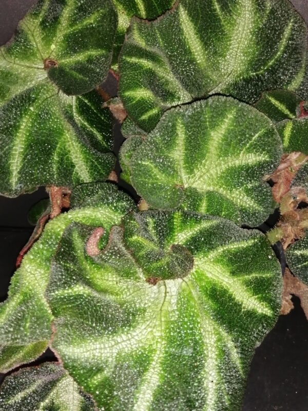 Begonia Paola C., foto 2