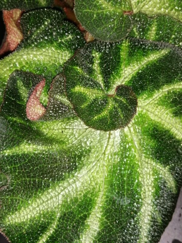 Begonia Paola C., foto 3