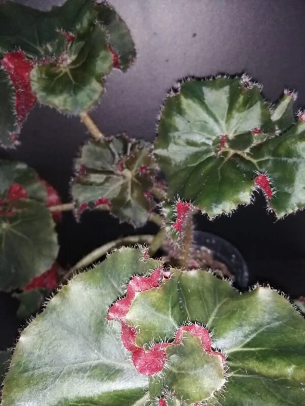 Begonia Munchkin, foto 7