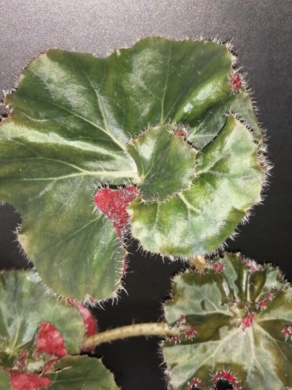 Begonia Madame Butterfly, foto 3