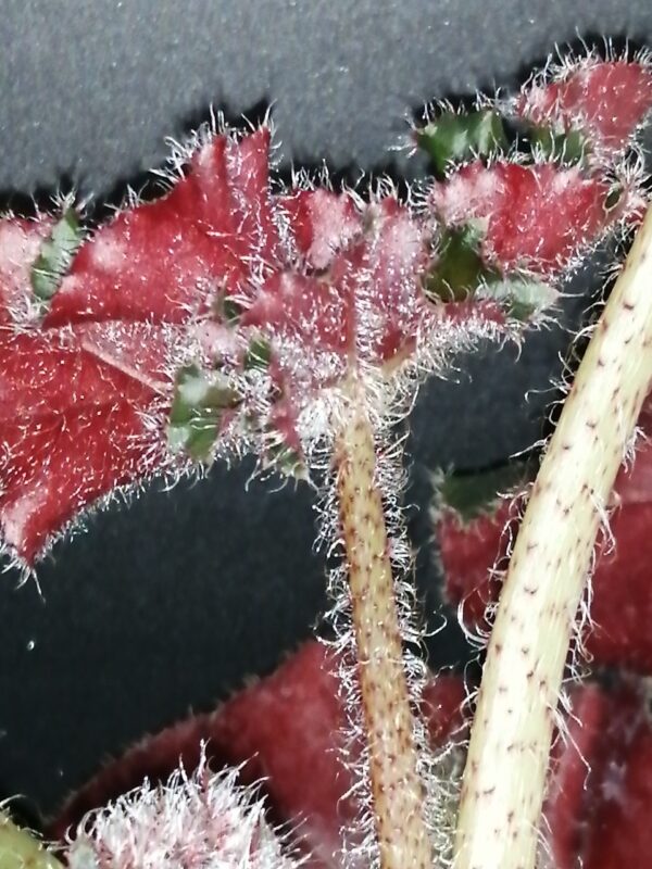 Begonia Madame Butterfly, foto 4