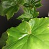 Begonia cardiocarpa, pianta da interno
