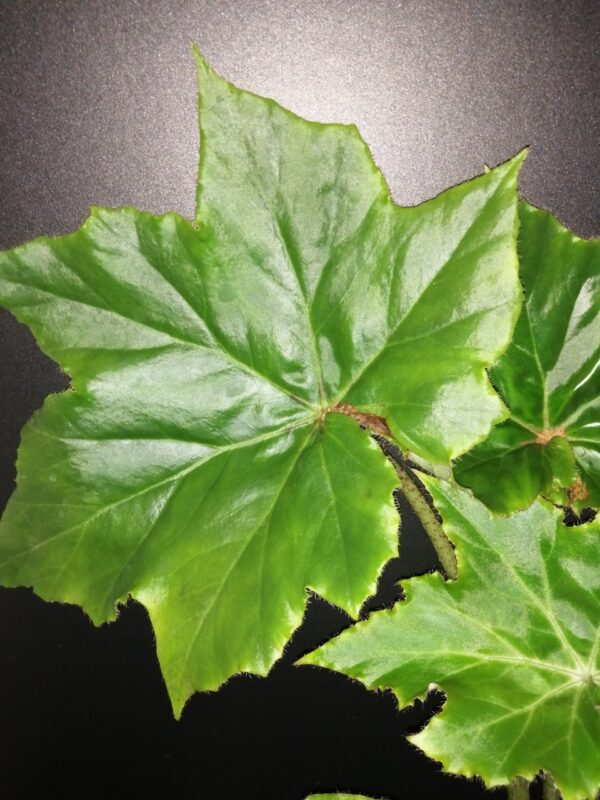 Begonia cardiocarpa, foto 4