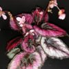 Begonia Red Kiss, pianta da interno