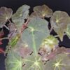 Begonia Montuno leaf magic colours, pianta da interno