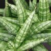 Sansevieria Inti, pianta da interno