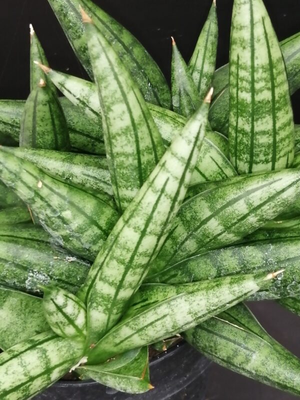 Sansevieria Inti, pianta da interno