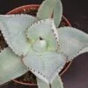 Agave pygmaea Dragon Toes, Agave dragionis, pianta da interno