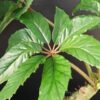 Begonia taiwaniana, foto 4
