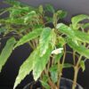 Begonia taiwaniana, pianta da interno