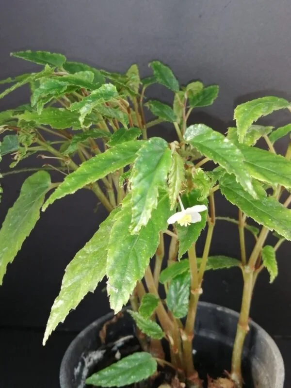 Begonia taiwaniana, pianta da interno