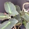Begonia Magdalene Madsen, pianta da interno