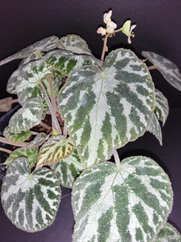 Begonia Thimothee, foto 8