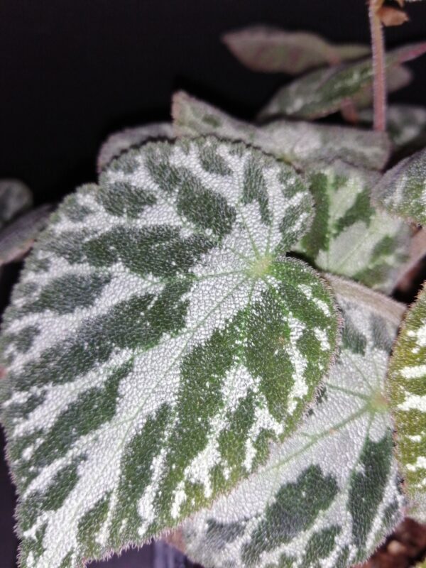 Begonia Thimothee, foto 10
