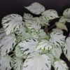 Begonia Silver Jewel, pianta da interno