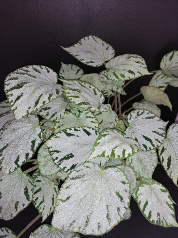 Begonia Silver Jewel, pianta da interno