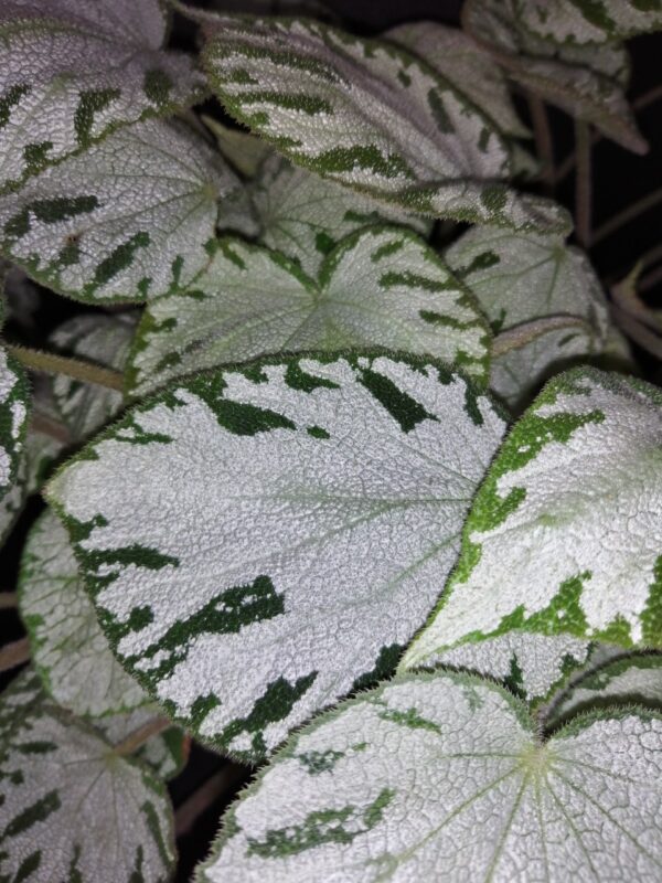 Begonia Silver Jewel, foto 2