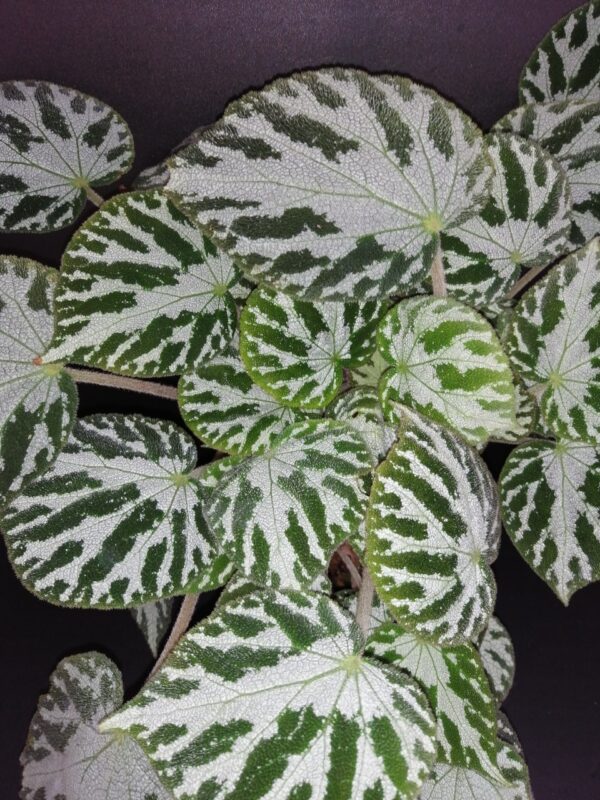 Begonia Thimothee, foto 41