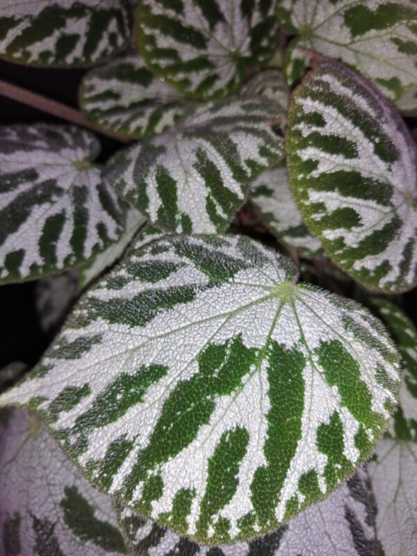 Begonia Thimothee, foto 14