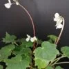 Begonia sp, pianta da interno