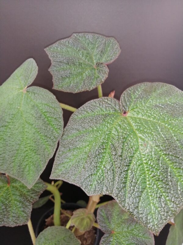 Begonia Art Hodes, foto 2