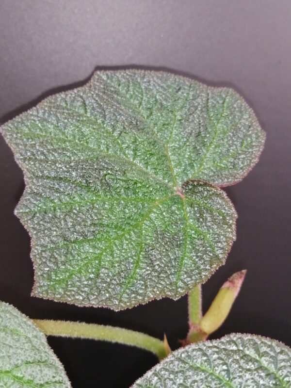 Begonia Art Hodes, foto 3