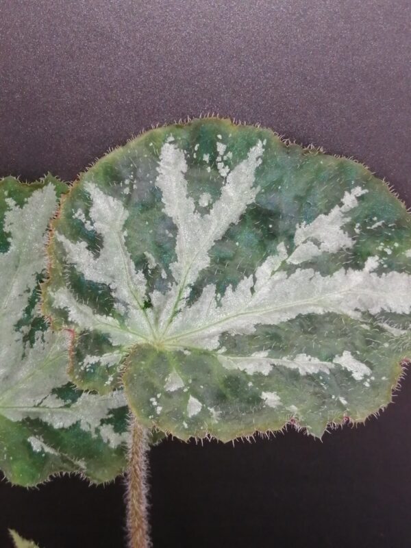 Begonia Giddy, foto 2