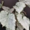 Begonia Thimothee, foto 32