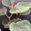 Begonia bachiensis, pianta da interno