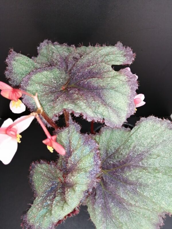 Begonia Sucre Glacee, foto 2