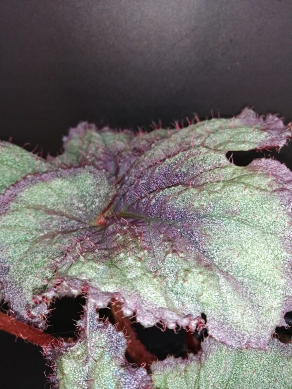 Begonia Sucre Glacee, foto 3