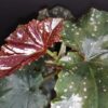 Begonia Flo Belle Moseley, pianta da interno