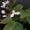 Begonia Thimothee, pianta da interno