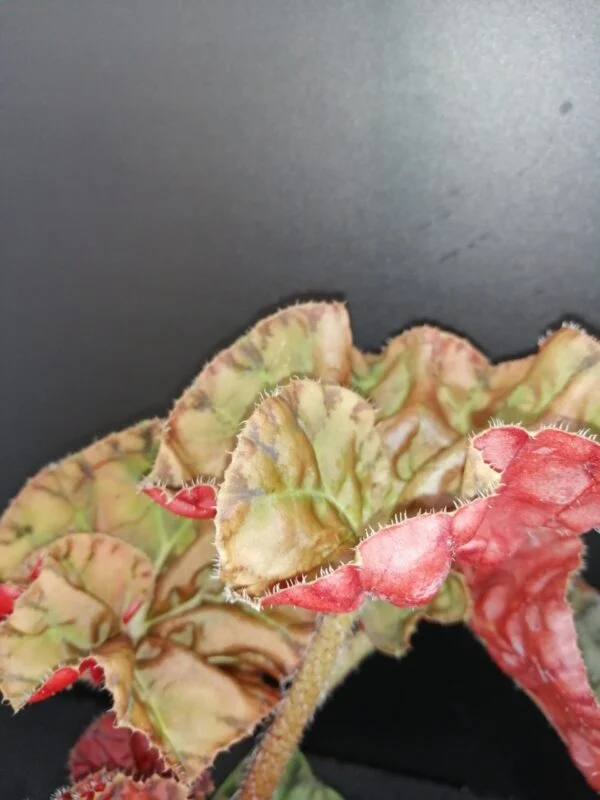 Begonia Autumn Crinkle, foto 5