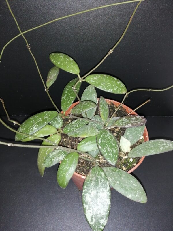 Hoya sigillatis (Round Leaf), pianta da interno