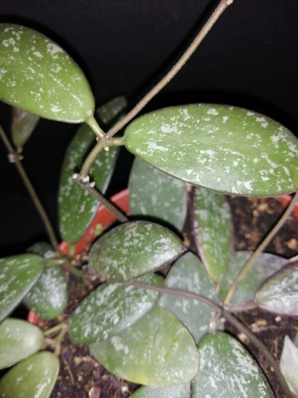Hoya sigillatis (Round Leaf), foto 2