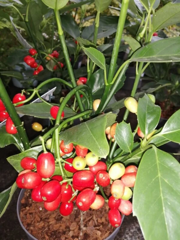 Aucuba japonica Rozannie, foto 2