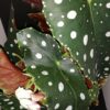 Begonia maculata Megadot, pianta da interno